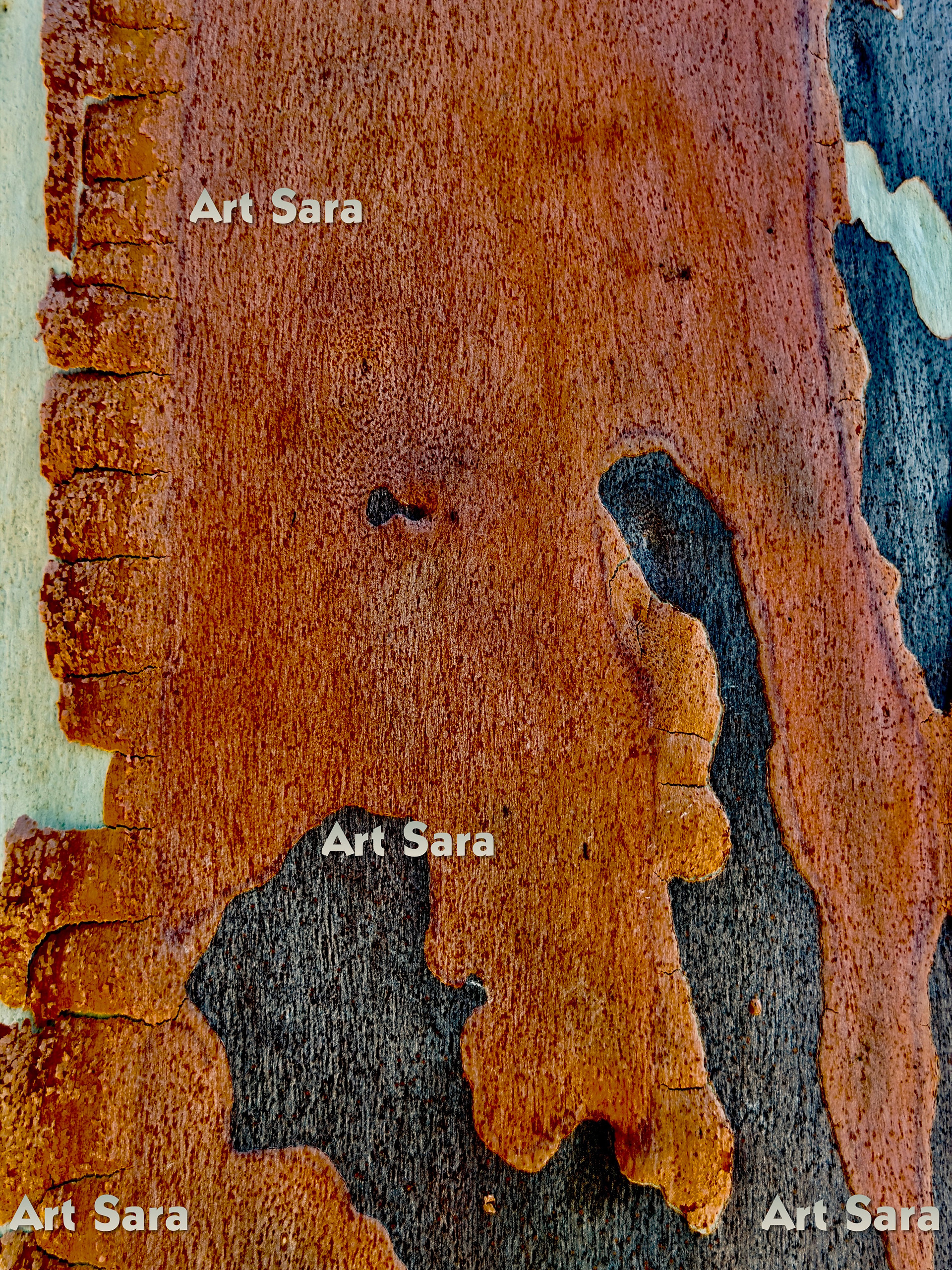 Red sand dunes, silent