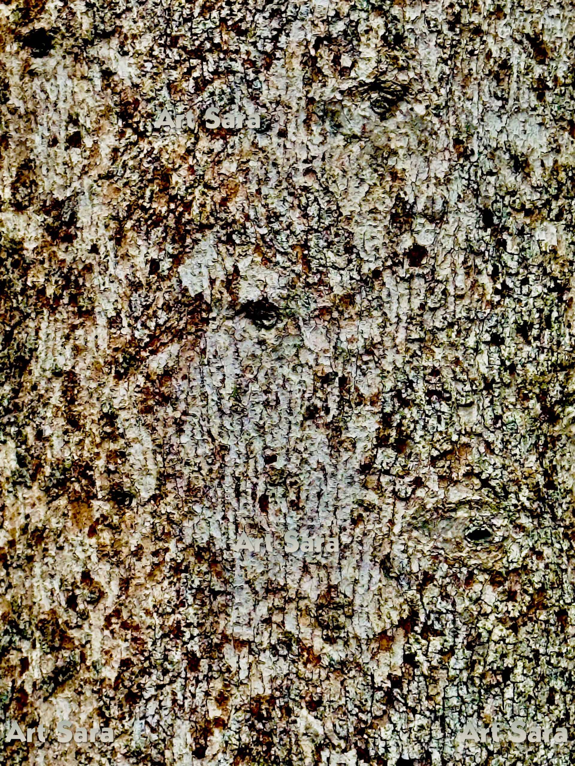 Impression of ibis, lively