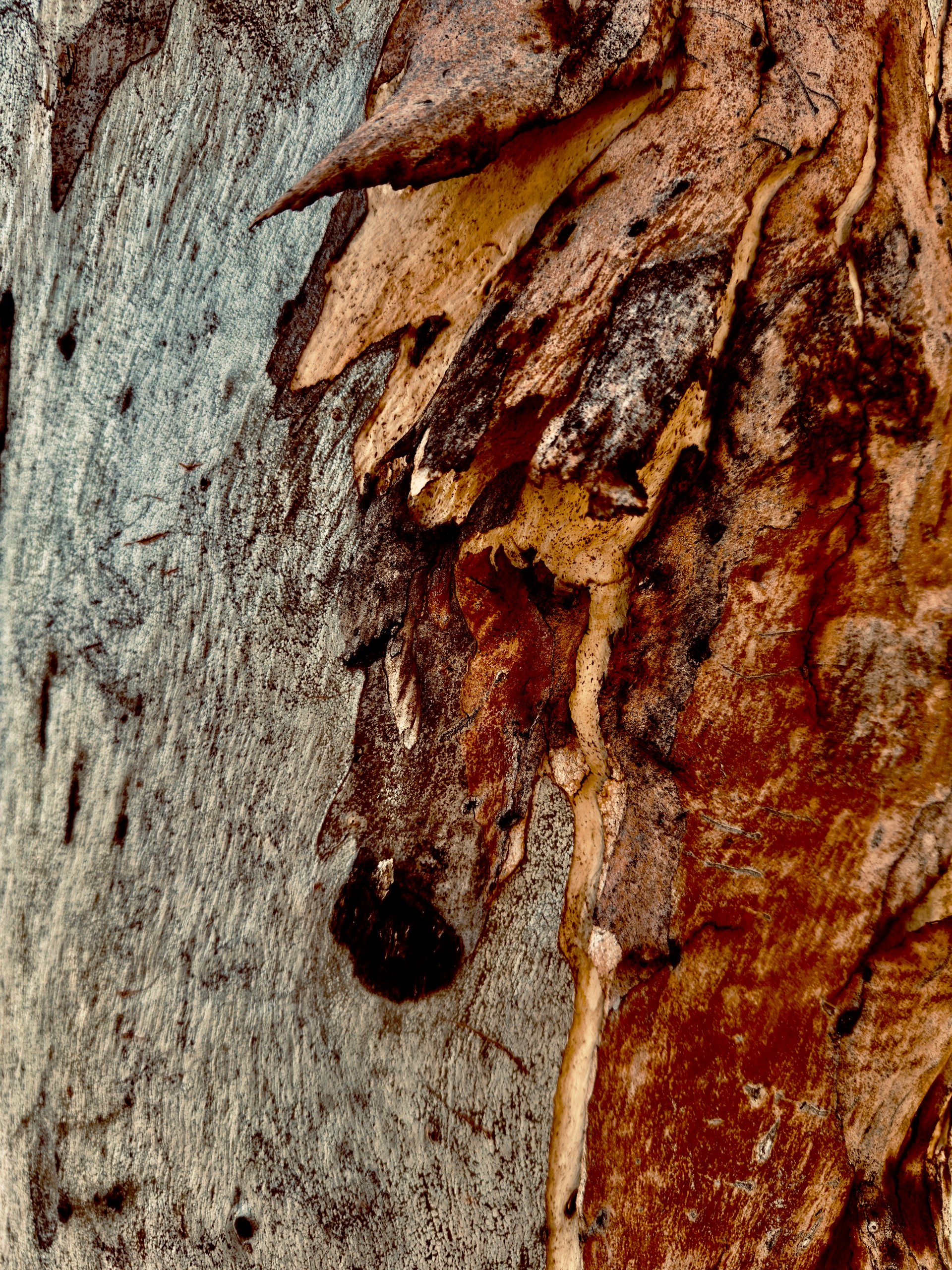 Dynamism of speeding horse, powerful